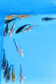10 KAWARIMONO HIKARI MIX Koi kaufen im Koishop