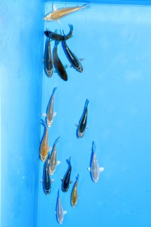 10 KAWARIMONO HIKARI MIX Koi kaufen im Koishop