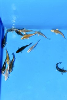 10 KAWARIMONO HIKARI MIX Koi kaufen im Koishop
