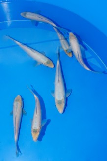 7 TATEGOI JUMBO TOSAI KARASHI ASAGI HYBRID Koi kaufen im Koishop