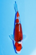 AI GOROMO TOSAI