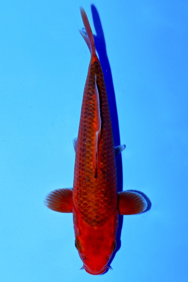 Koi-Auktion: Koi AKA MATSUBA TOP