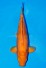 AKAME LACHS KARASHI +48CM