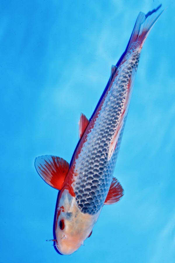 Koi-Auktion: Koi ASAGI +38CM