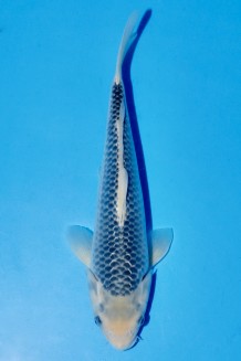 ASAGI Koi kaufen im Koishop
