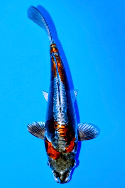 Koi-Auktion: Koi BENI KIKOKURYU