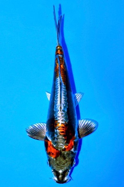 Koi-Auktion: Koi BENI KIKOKURYU