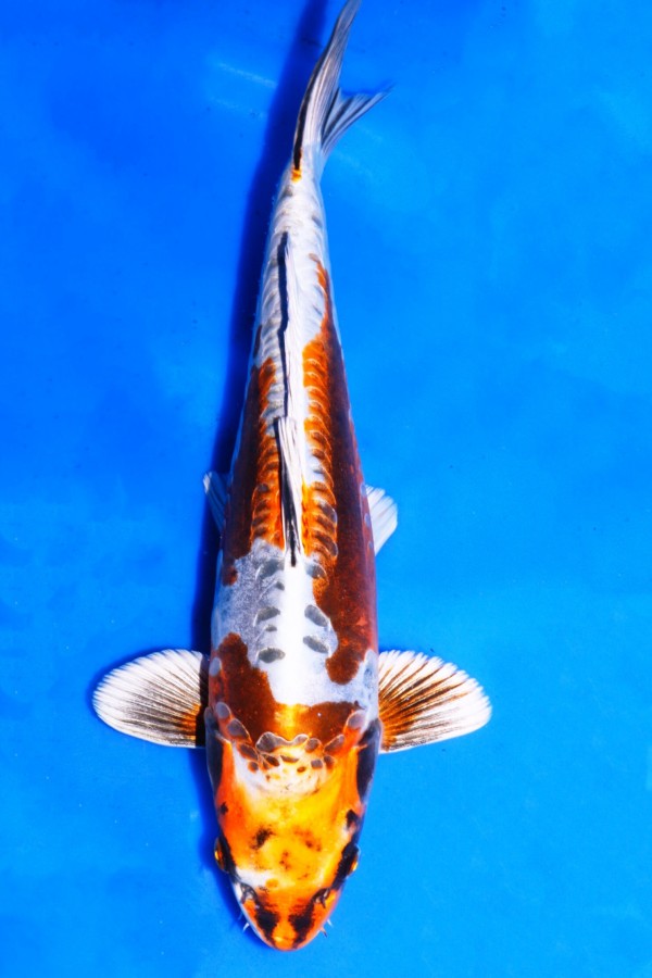 Koi-Auktion: Koi BENI KIKOKURYU