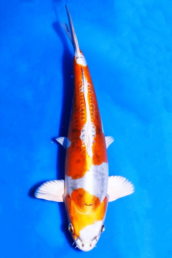 Koi-Auktion: Koi BENI KIKOKURYU