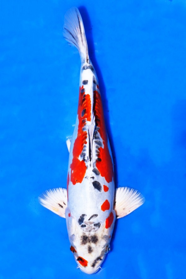Koi-Auktion: Koi BENI KIKOKURYU