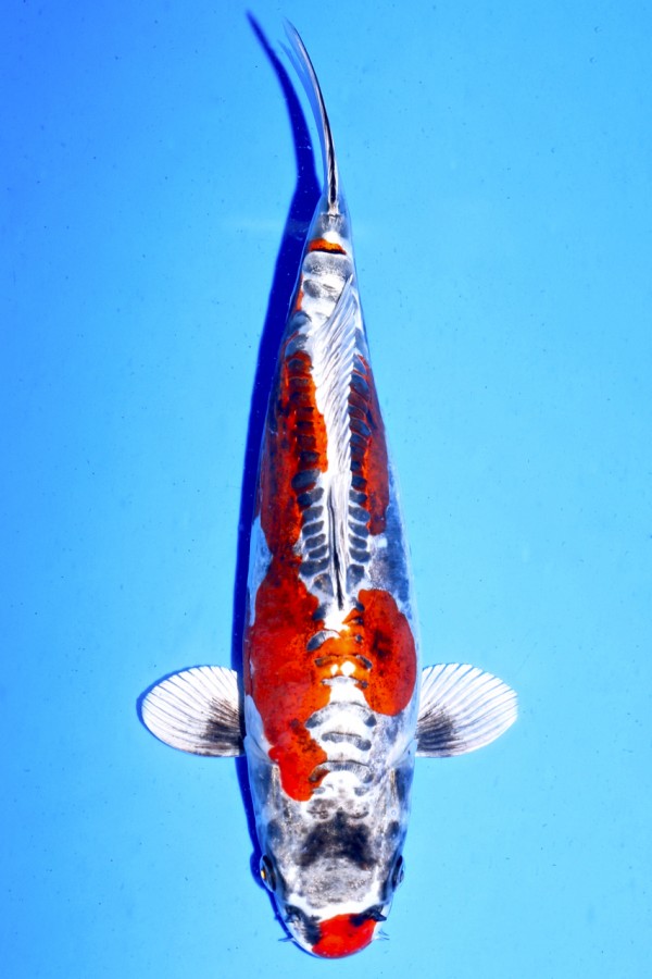 Koi-Auktion: Koi BENI KIKOKURYU +36CMWEIBLICH
