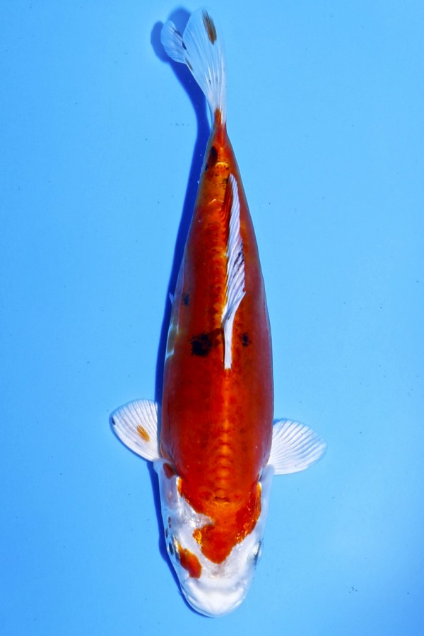Koi-Auktion: Koi BENI KIKOKURYU