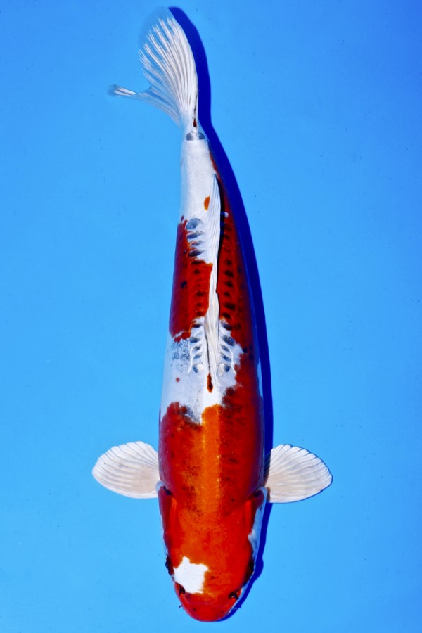 Koi-Auktion: Koi BENI KIKOKURYU