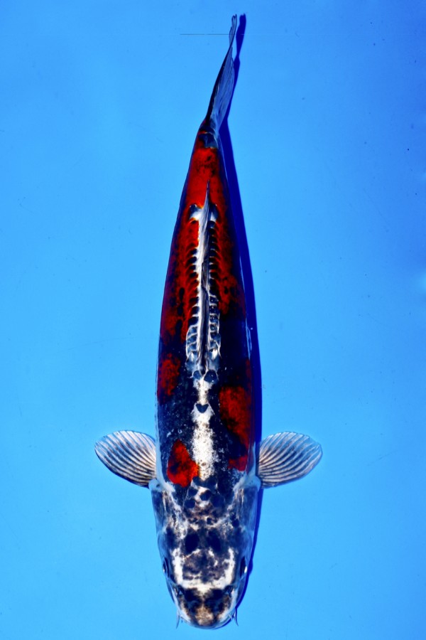 Koi-Auktion: Koi BENI KIKOKURYU
