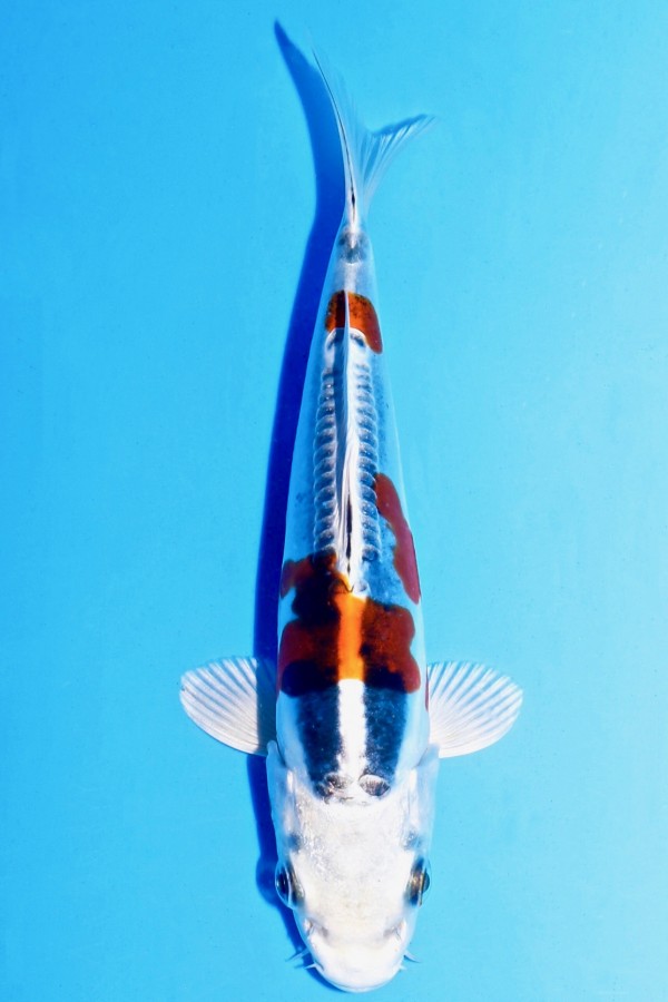 Koi-Auktion: Koi BENI KIKOKURYU