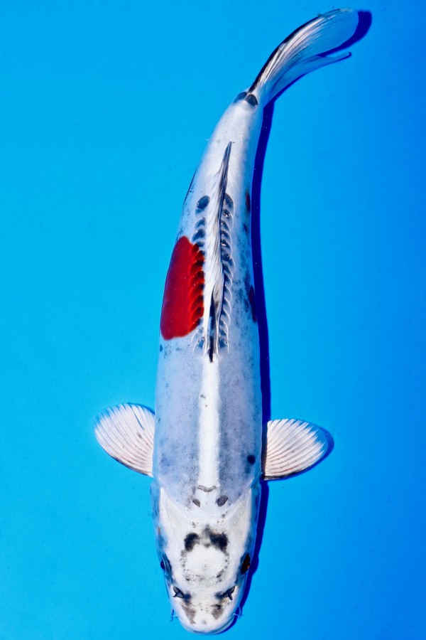 Koi-Auktion: Koi BENI KIKOKURYU