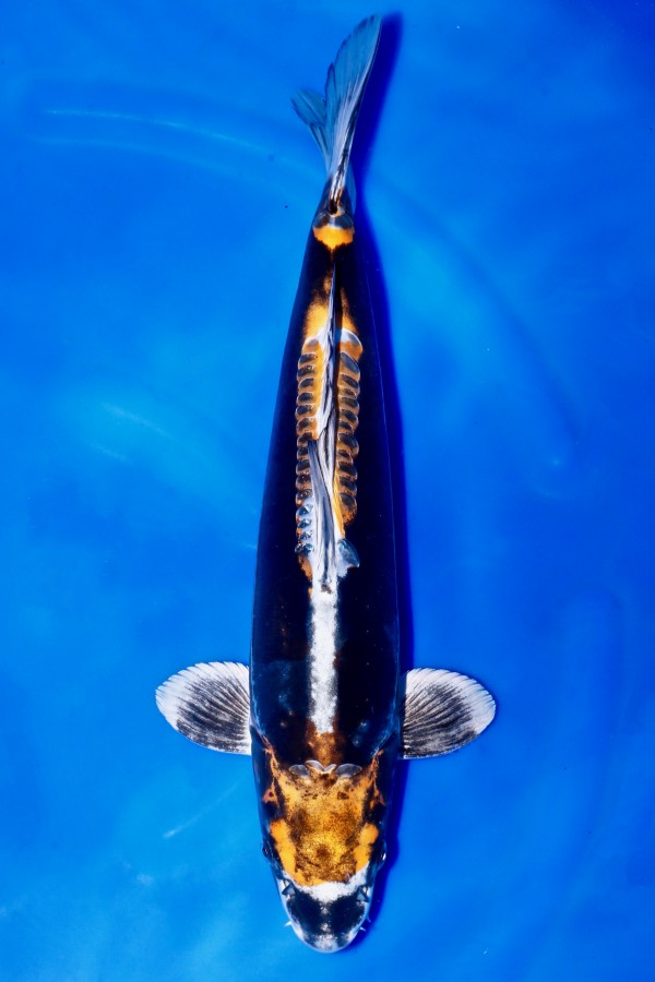 Koi-Auktion: Koi BENI KIKOKURYU