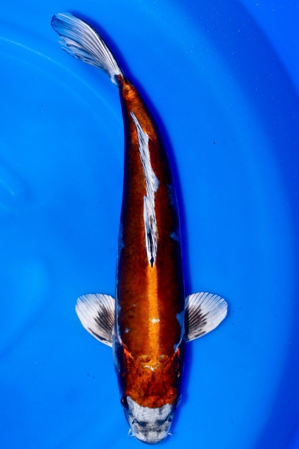 Koi-Auktion: Koi BENI KIKOKURYU