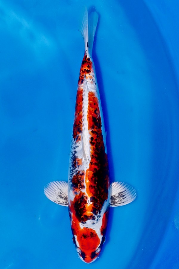 Koi-Auktion: Koi BENI KIKOKURYU