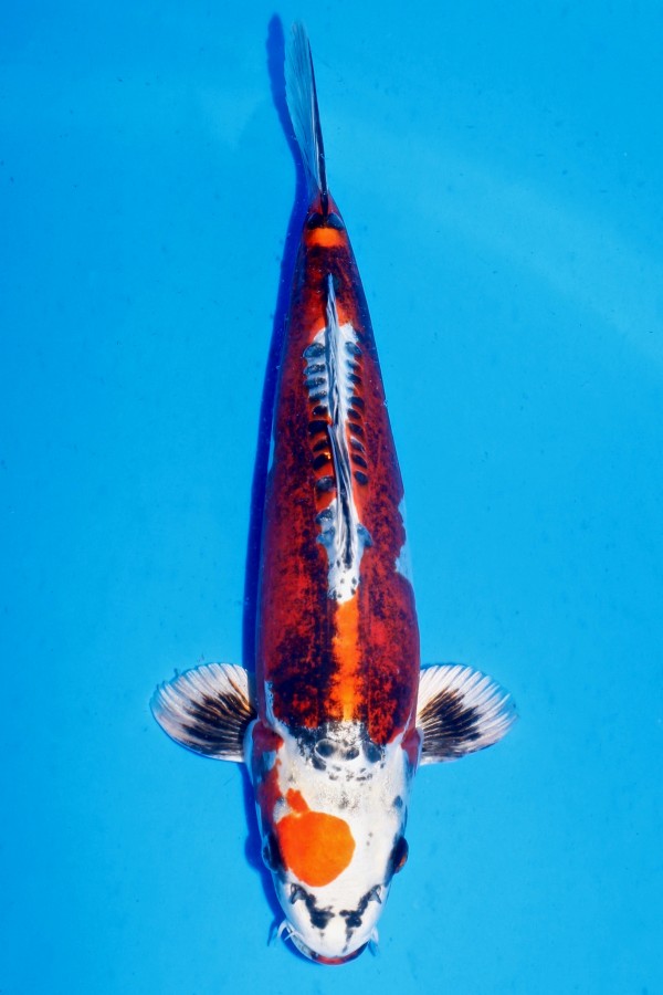 Koi-Auktion: Koi BENI KIKOKURYU