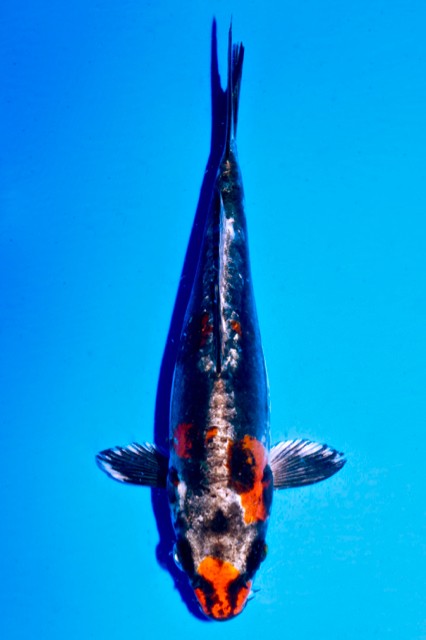 Koi-Auktion: Koi BENI KIKOKURYU TOP