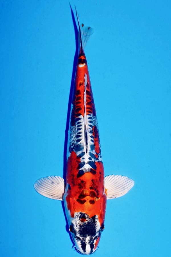 Koi-Auktion: Koi BENI KIKOKURYU TOP +40CM