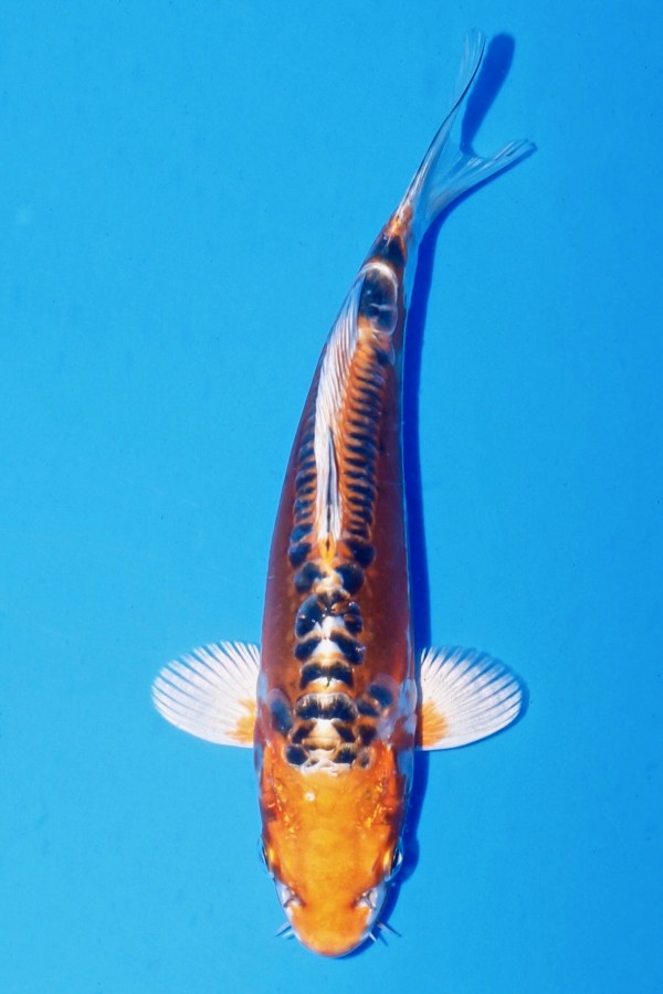 Koi-Auktion: Koi BENI KIKOKURYU TOSAI