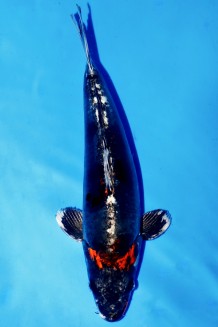 BENI KIKOKURYU WEIBLICH Koi kaufen im Koishop