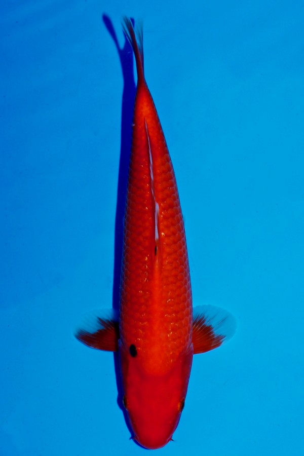 Koi-Auktion: Koi BENIGOI +28CM JUMBO TOSAI