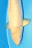 BIG SCALE KARASHIGOI +51cmW.WEIBLICH