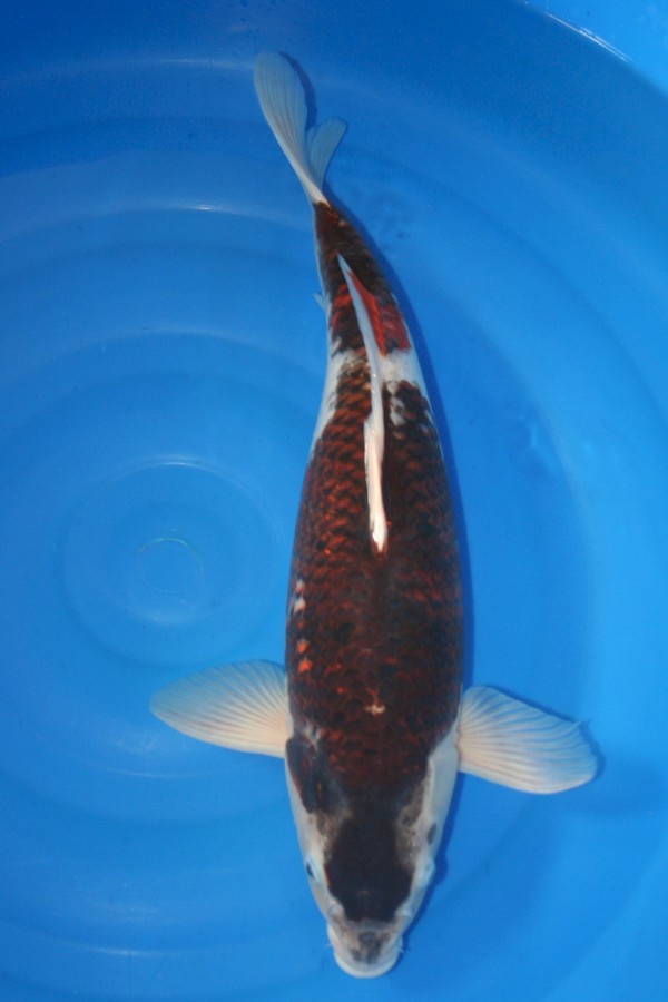 Koi-Auktion: Koi Budo Goromo 48cm