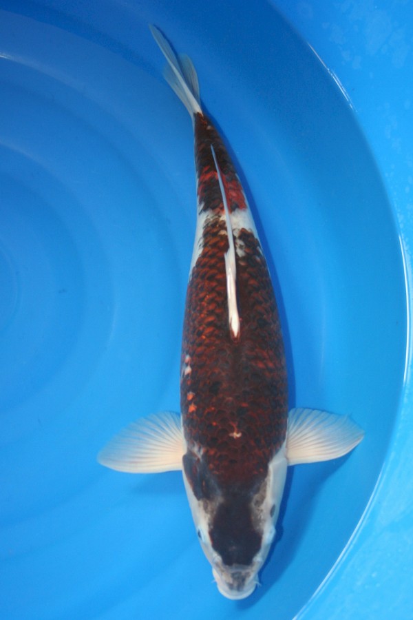 Koi-Auktion: Koi Budo Goromo 48cm