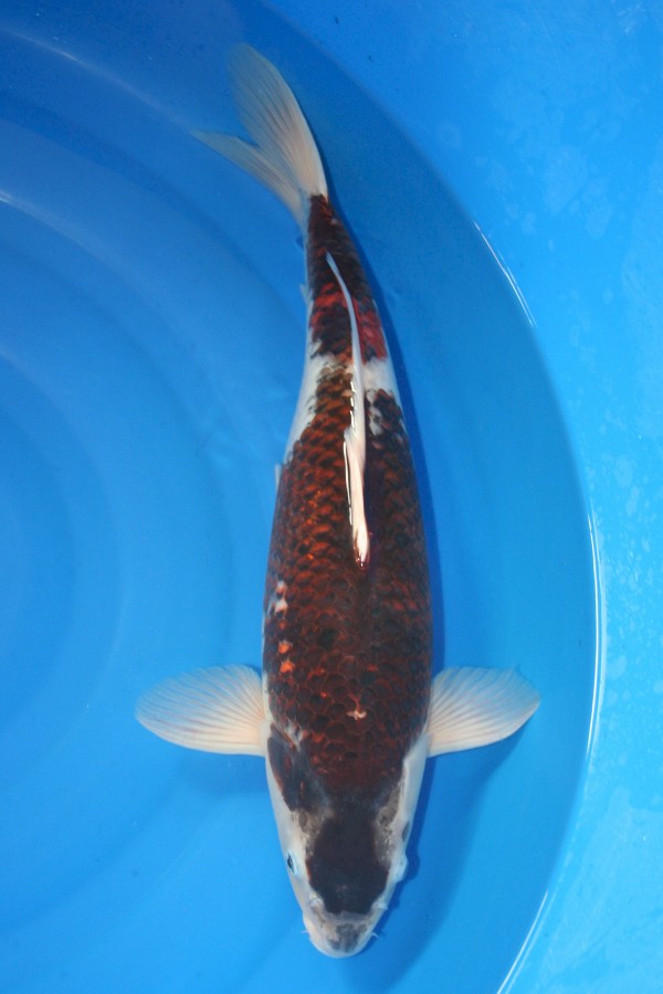 Koi-Auktion: Koi Budo Goromo 48cm