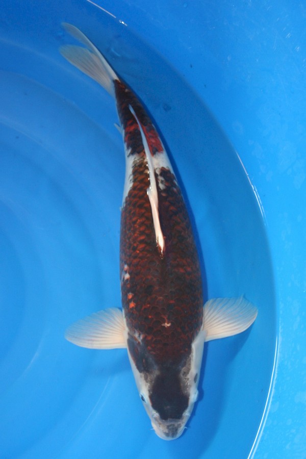 Koi-Auktion: Koi Budo Goromo 48cm