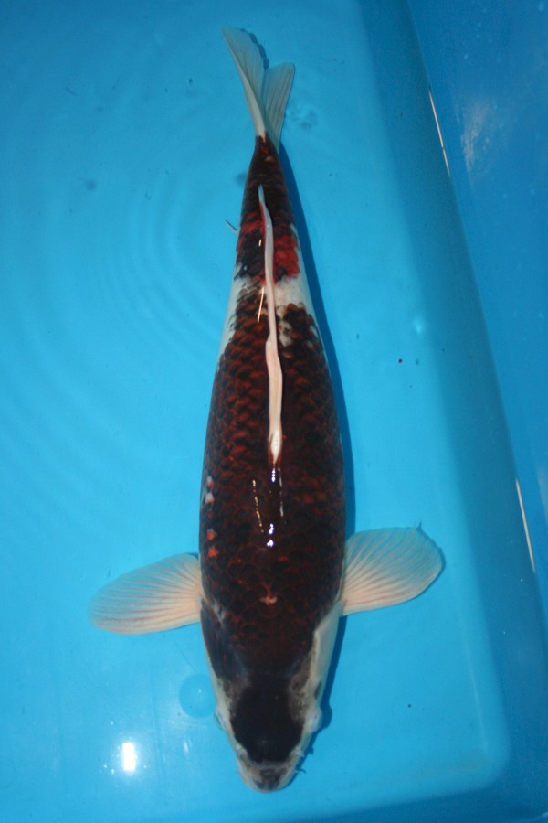 Koi-Auktion: Koi Budo Goromo 50cm