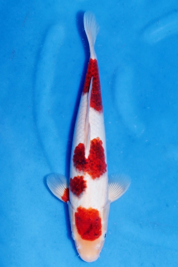 Goromo Koi fish up for auction