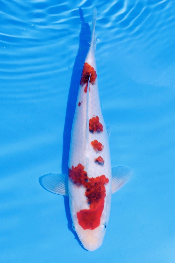 Koi-Auktion: Koi Budo Goromo Tategoi