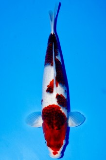 BUDO KOROMO WEIBLICH +46CM Koi kaufen im Koishop