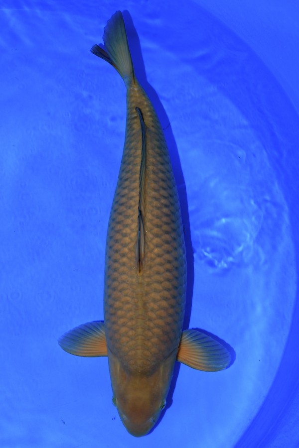 chagoi koi Chagoi koi fish
