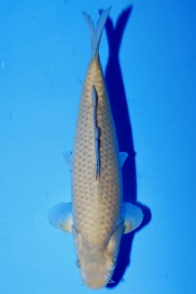CREAM CHAGOI M. OCHIBAFLOSSEN Koi kaufen im Koishop