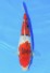 Dainichi Jumbo Tosai TOP Quality Showa