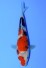 Dainichi Jumbo Tosai TOP Quality Showa
