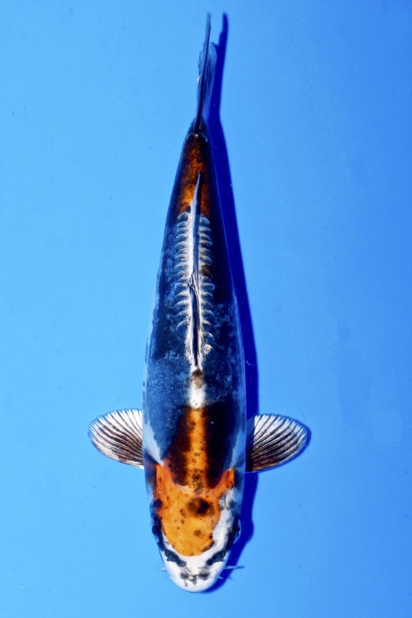 Koi-Auktion: Koi DOITSU METALLIC OCHIBA