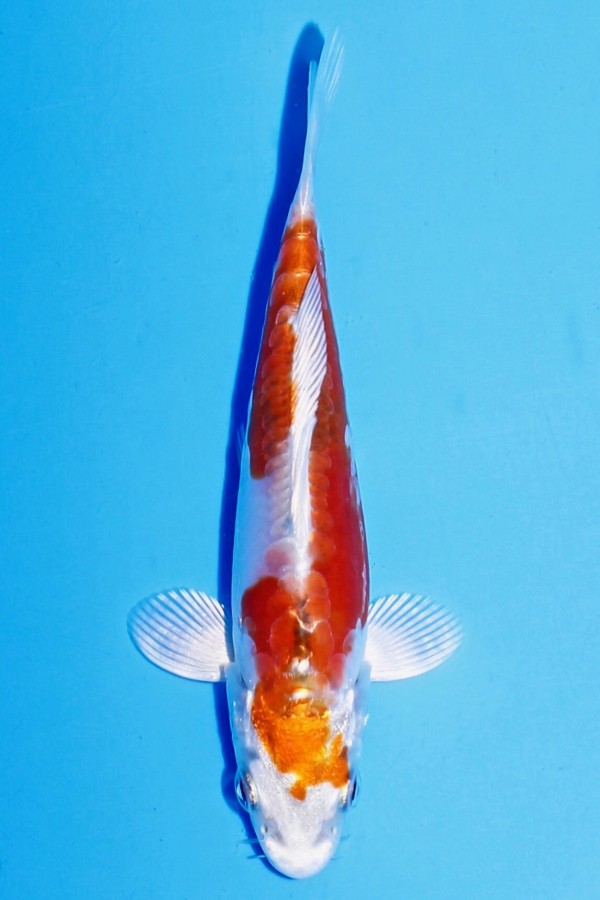 Koi-Auktion: Koi DOITSU METALLIC OCHIBA