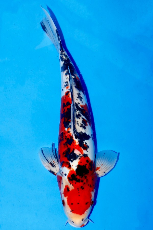 KoiAuktion Koi DOITSU SADAZO SANKE