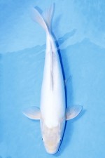 DOITSU SHIRO-MUJI +50CM