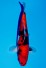 DOITSU SHOWA +29CM JUMBO TOSAI