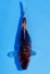 DOITSU SHOWA WEIBLICH