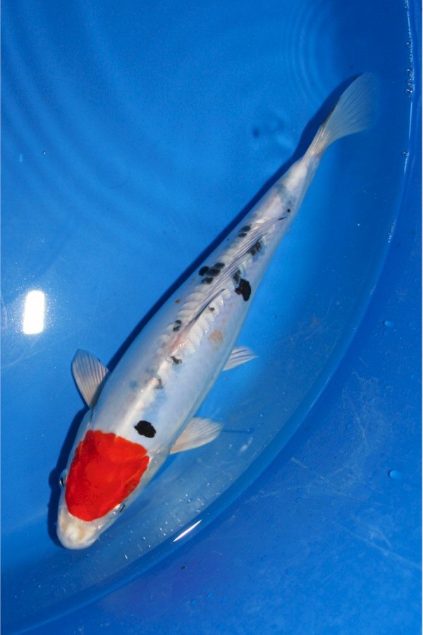 Koi Doitsu-Tancho-Sanke
