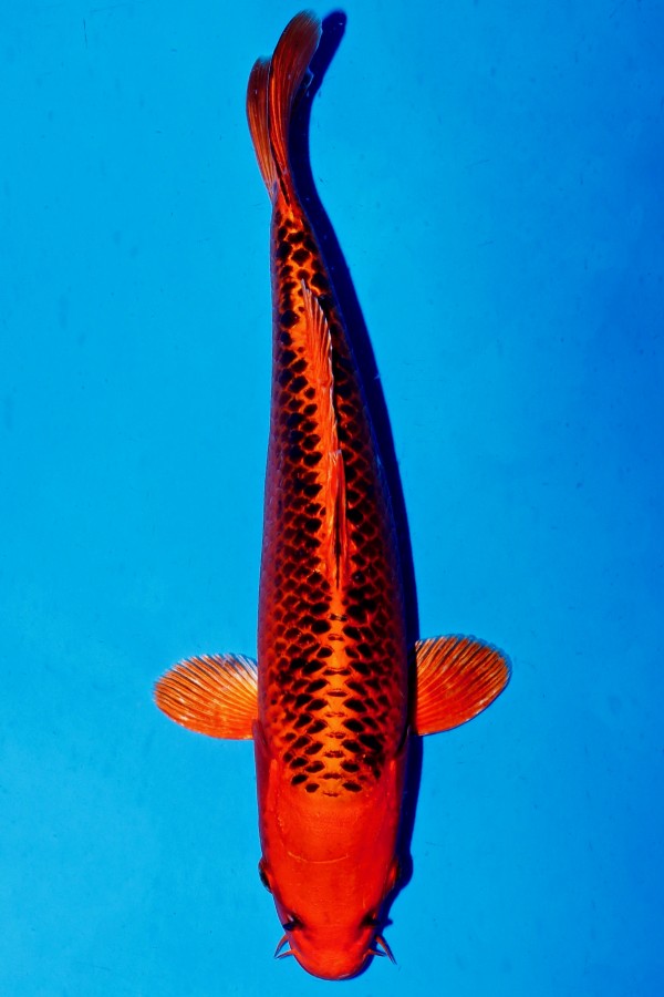 Koi-Auktion: Koi GIN AKA MATSUBA